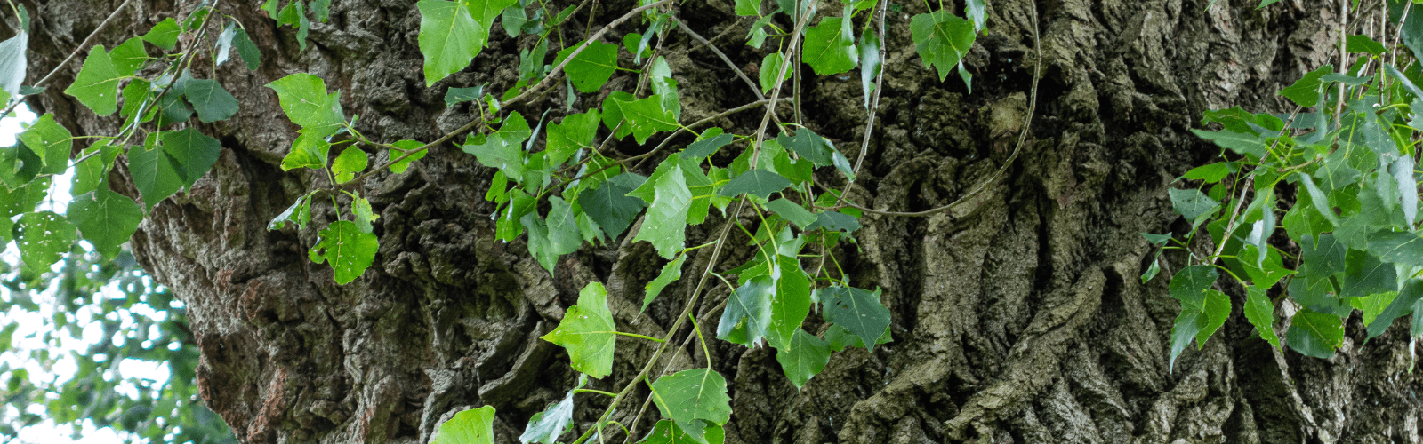 Bark and leaves of a black poplar tree