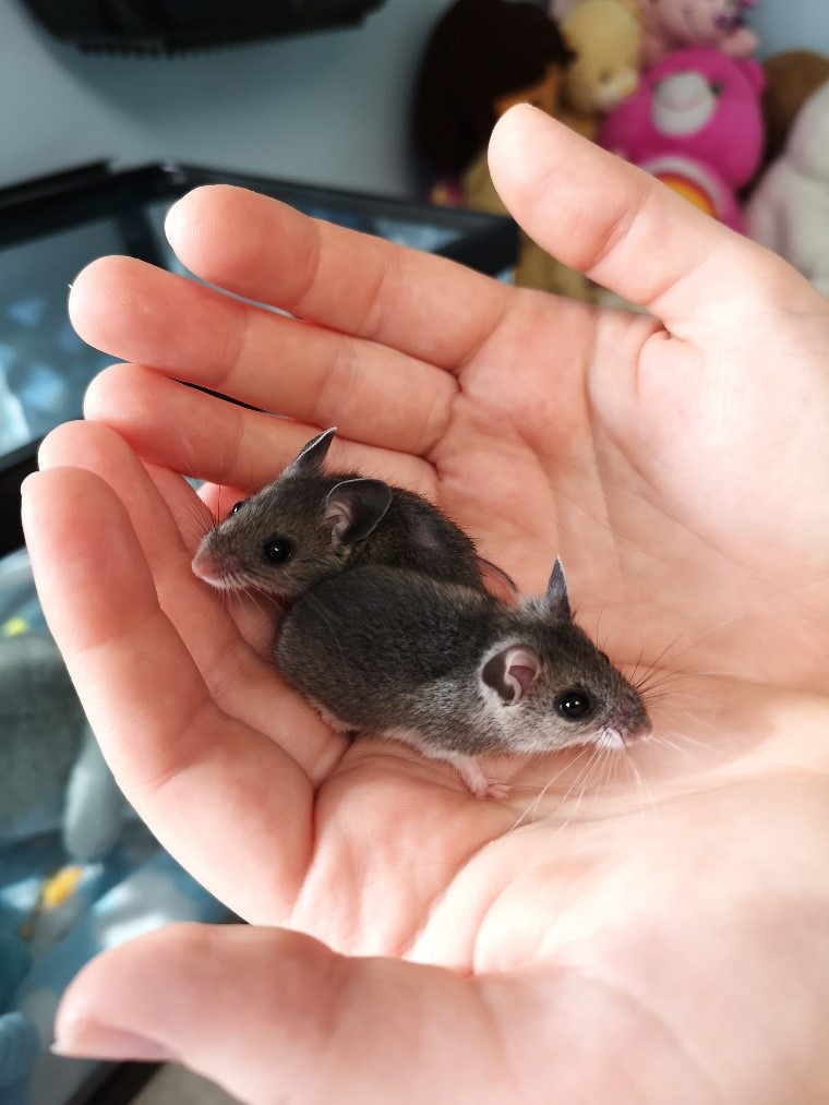 Hand raising rescued baby deer mice at Critter Care Wildlife Society in Canada 