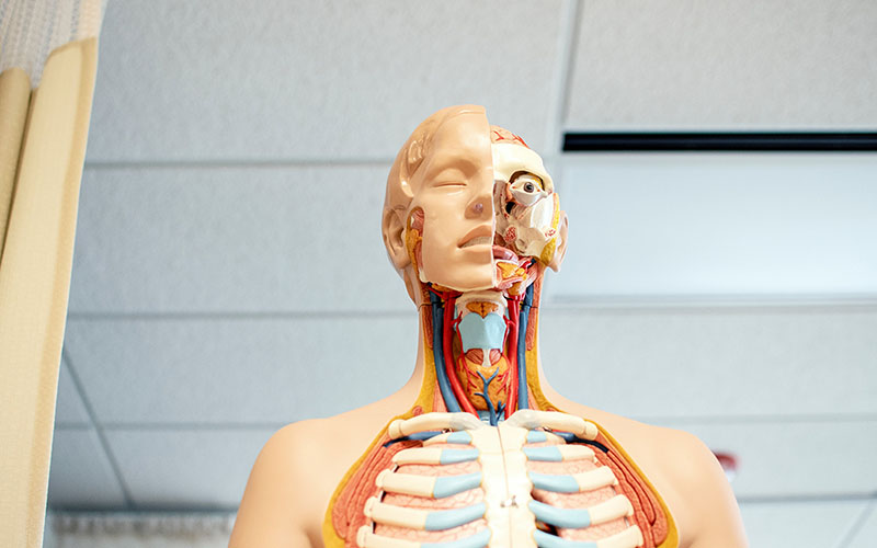 Human anatomy dummy