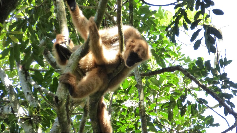 Monkey hanging off a tree in the Amazon Rainforest
