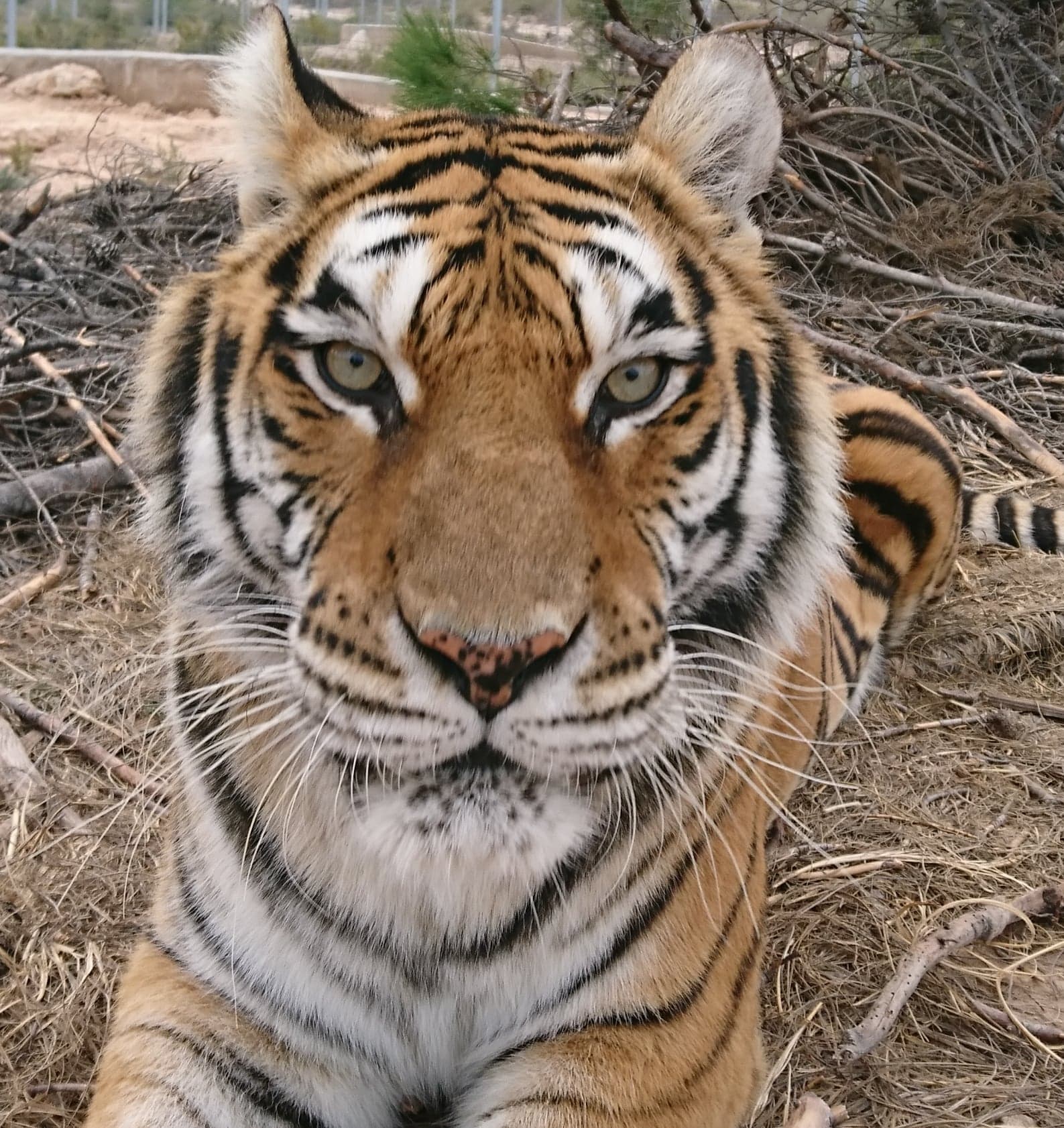 Closeup of a large tiger lying down