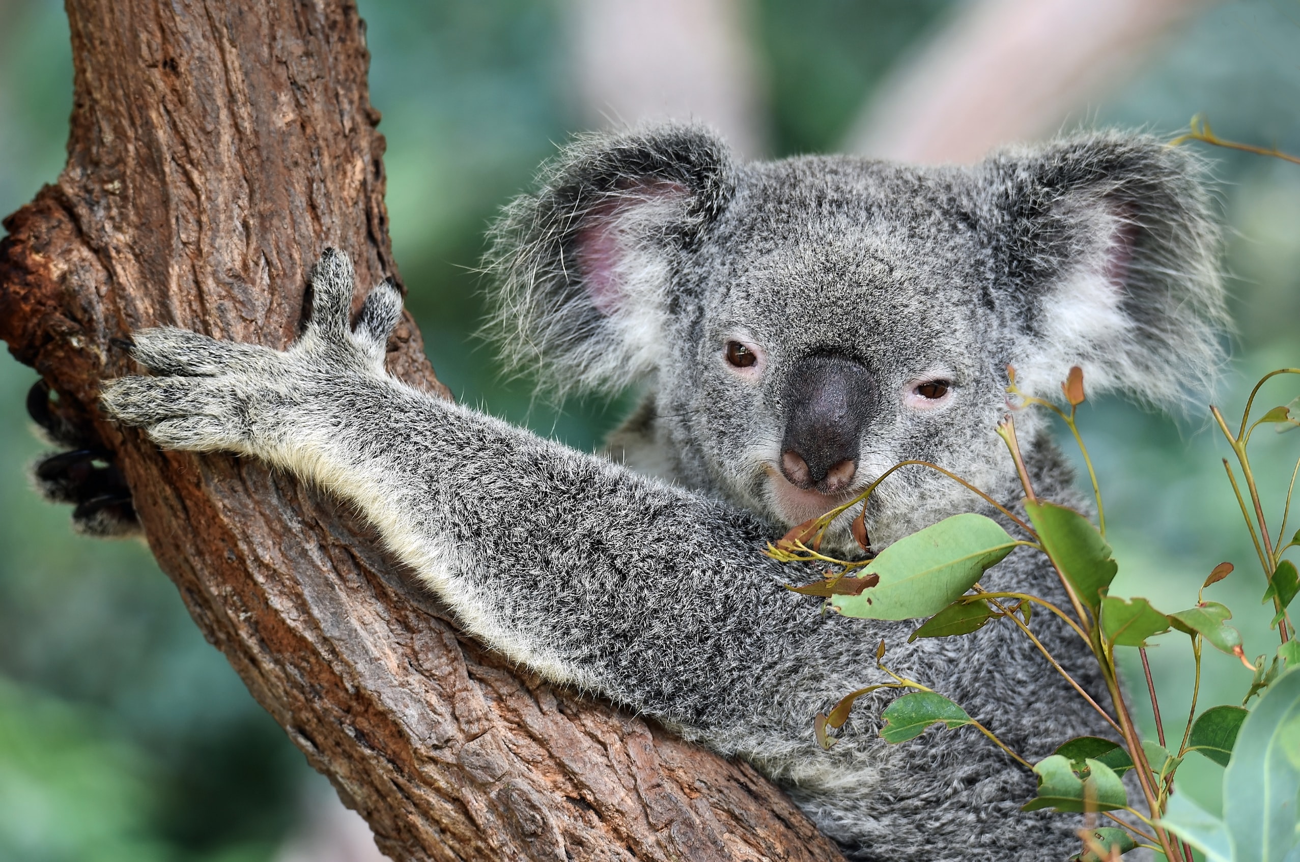 Koala holding onto a treetrunk