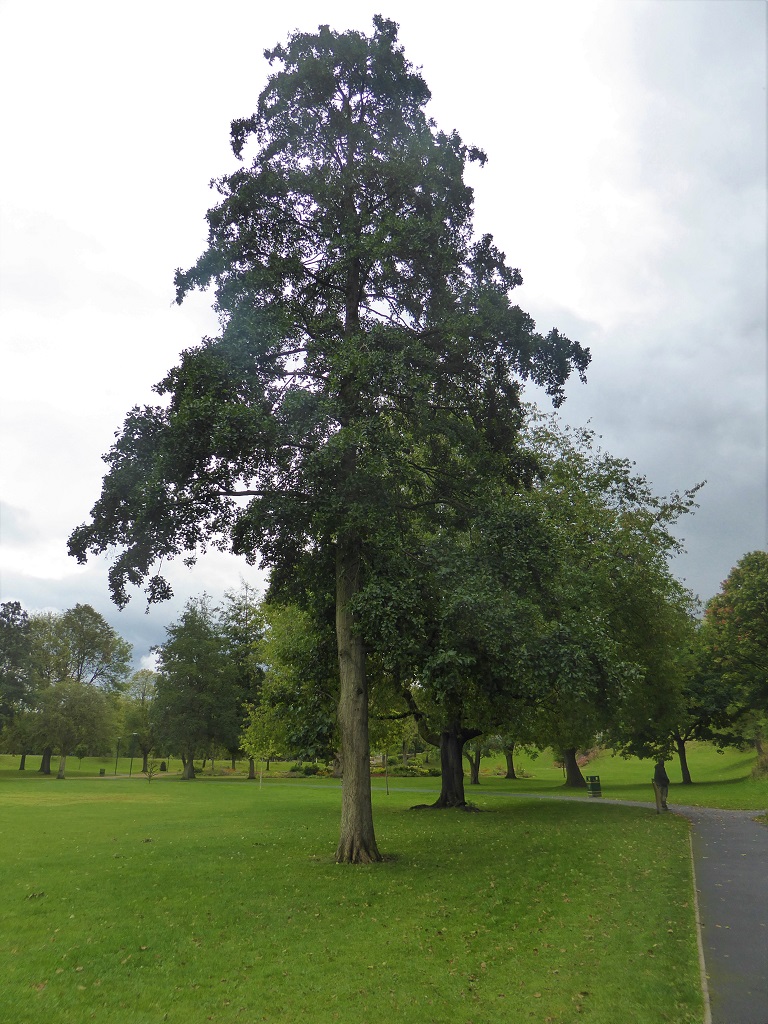 Alder tree in Peel Park