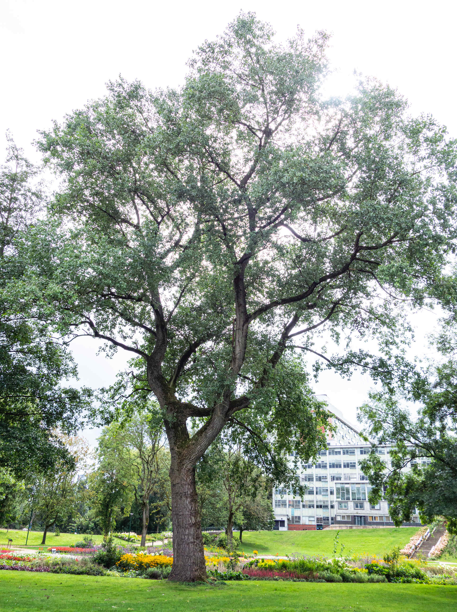 black poplar tree in peel park