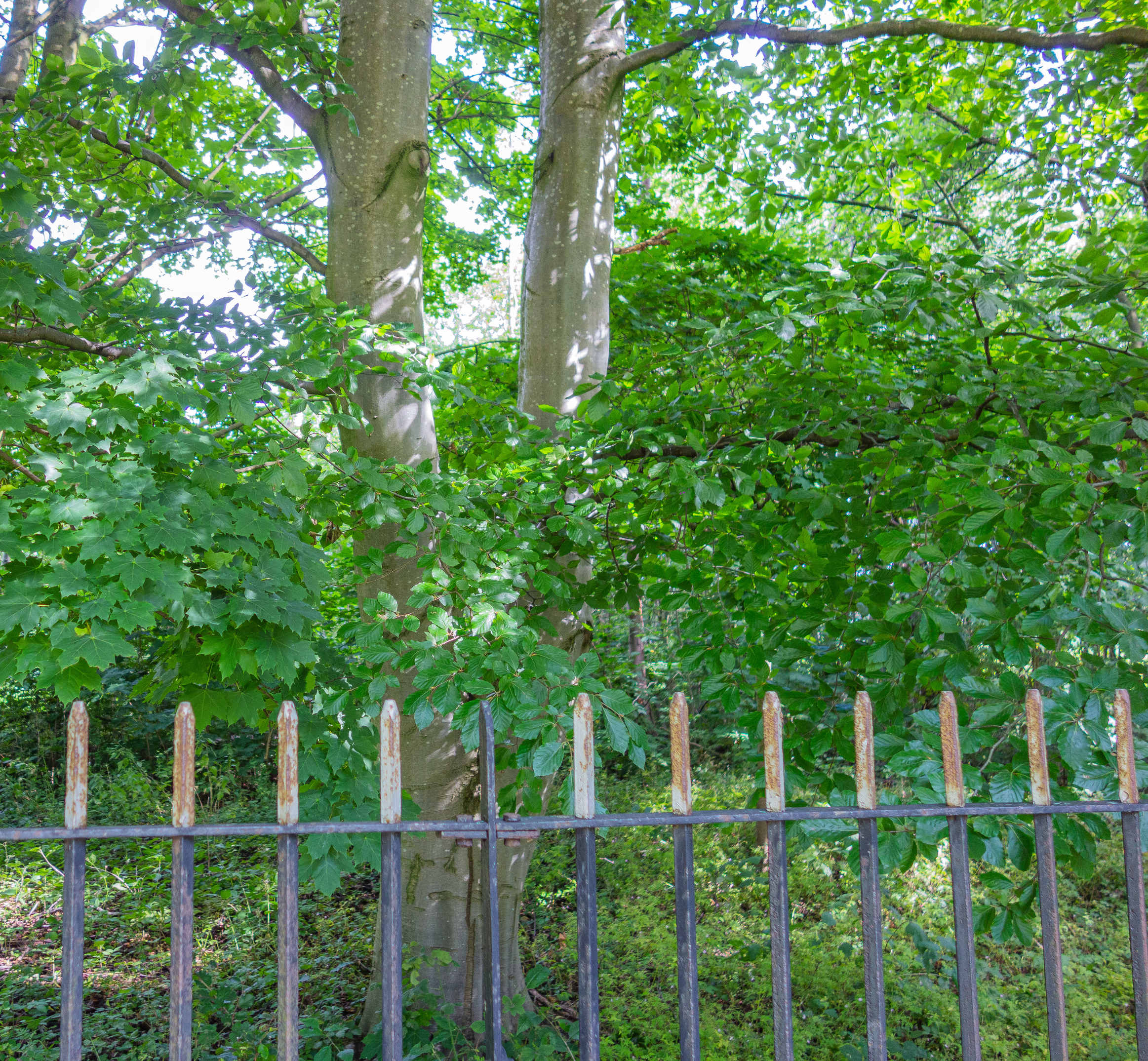 Beech tree behind fence