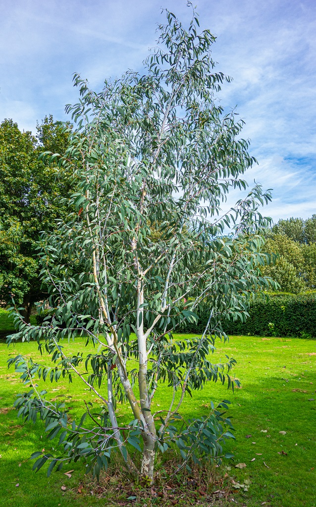 Eucalyptus tree in peel park