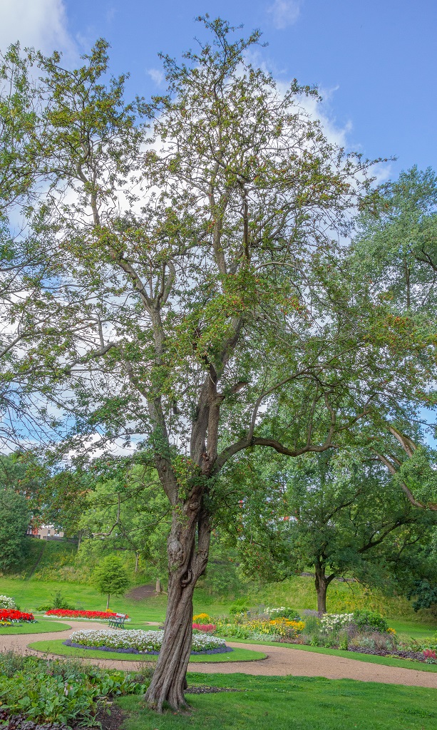 hawthorn tree in peel park