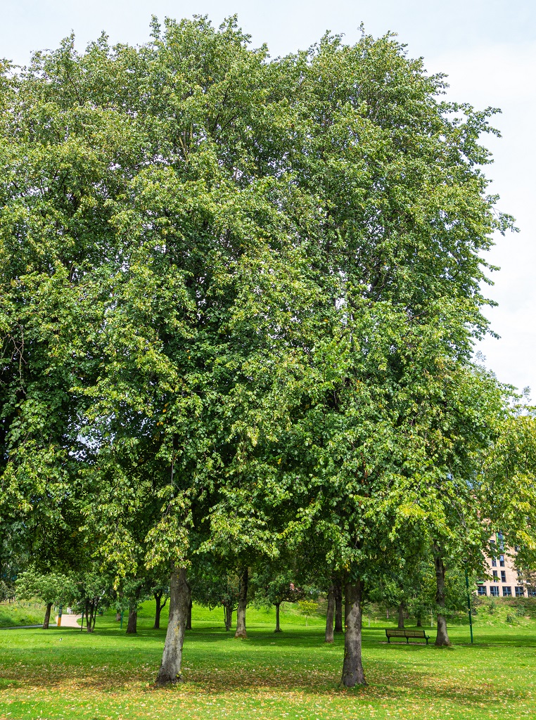 lime tree in peel park