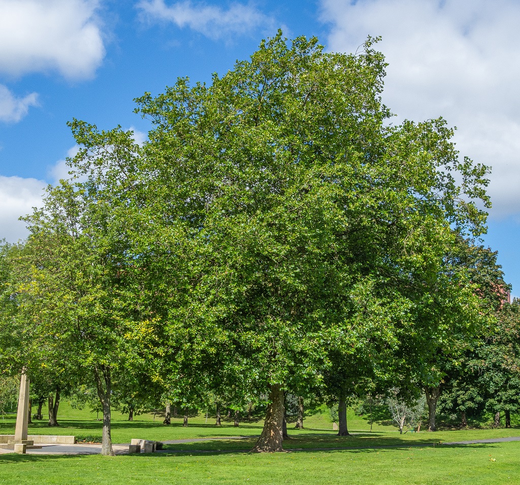 London plane tree in peel park