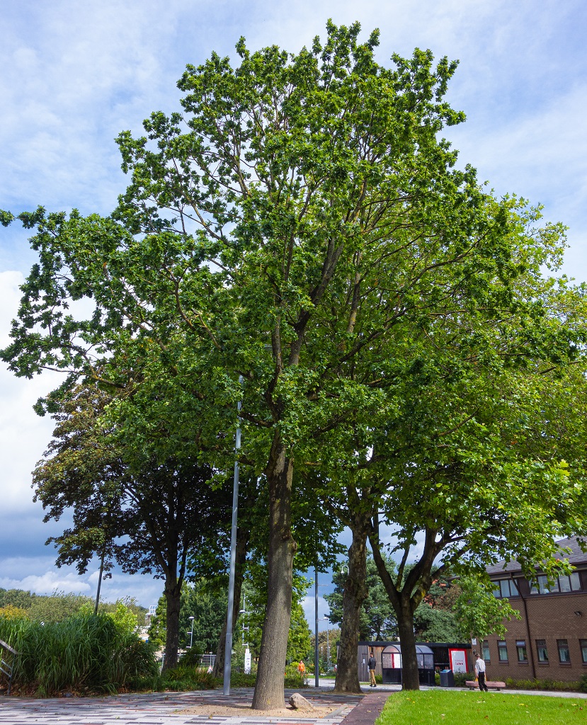 oak tree on campus