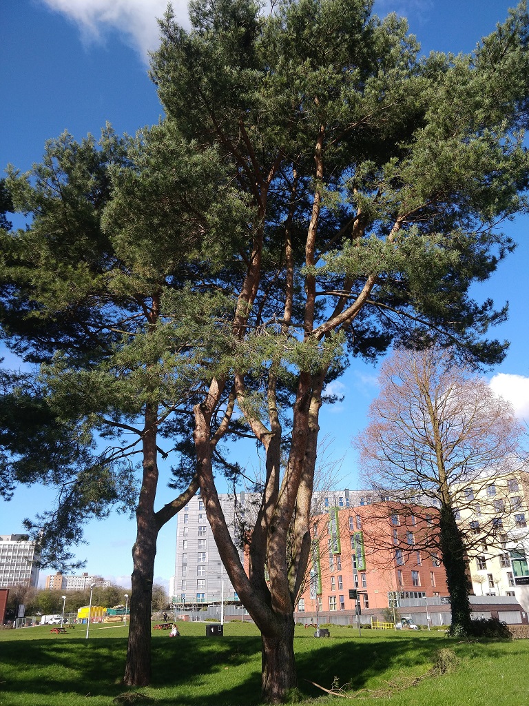Scots pine tree on campus