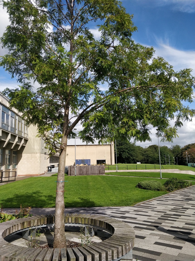 Swamp cypress tree on campus