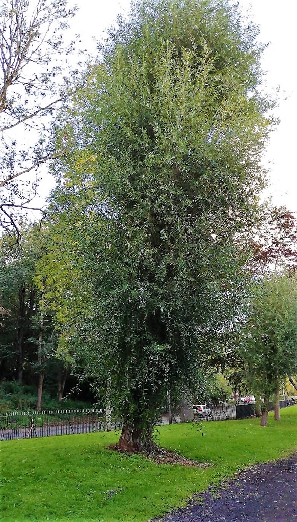 White willow tree