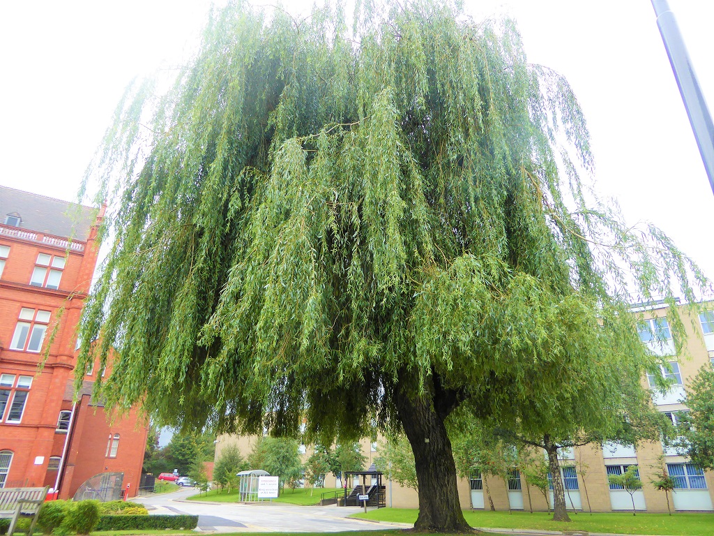 Large willow tree in memorial garden 