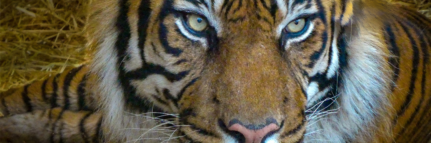a close-up view of a tiger