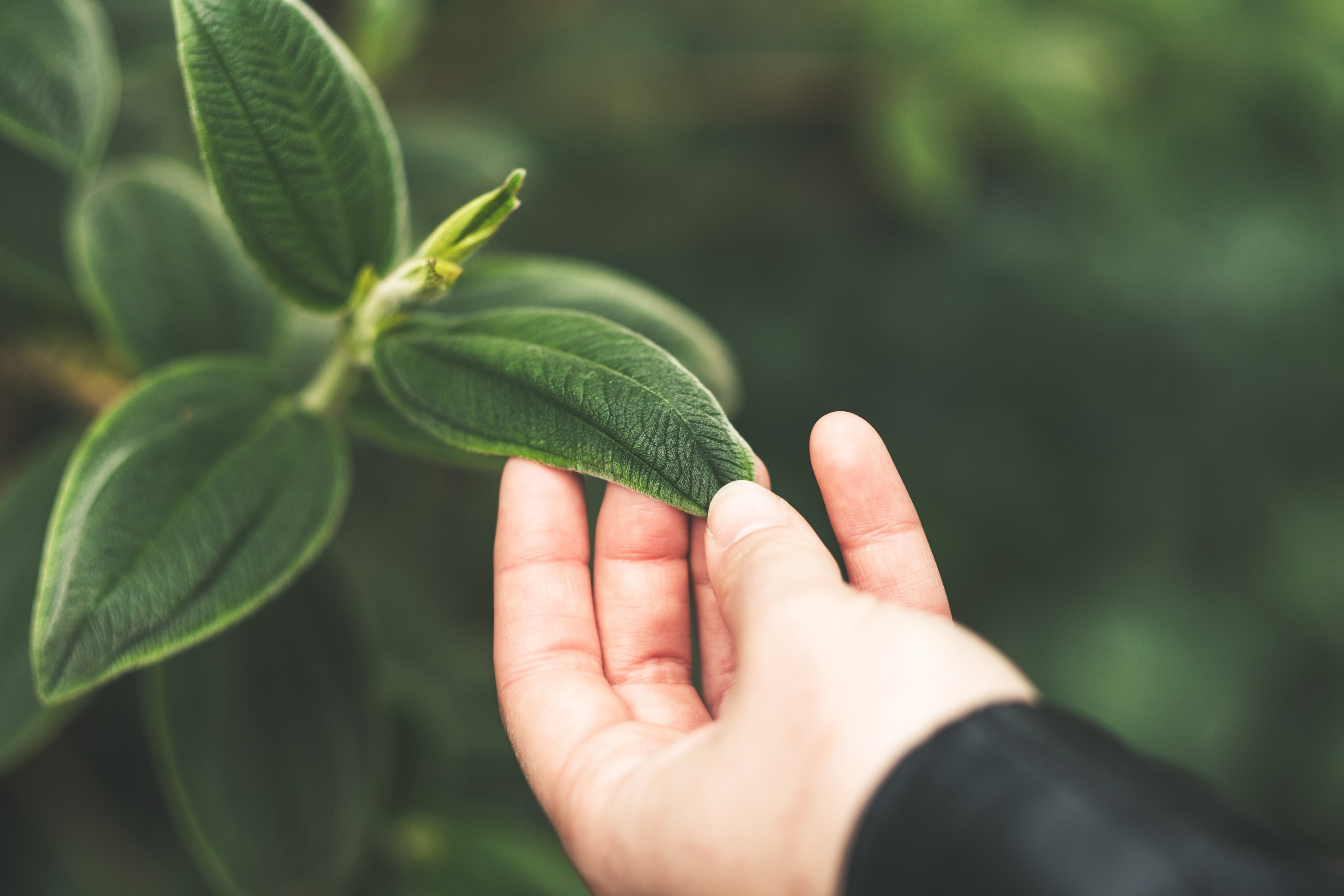 Person touching the leaves of a plant