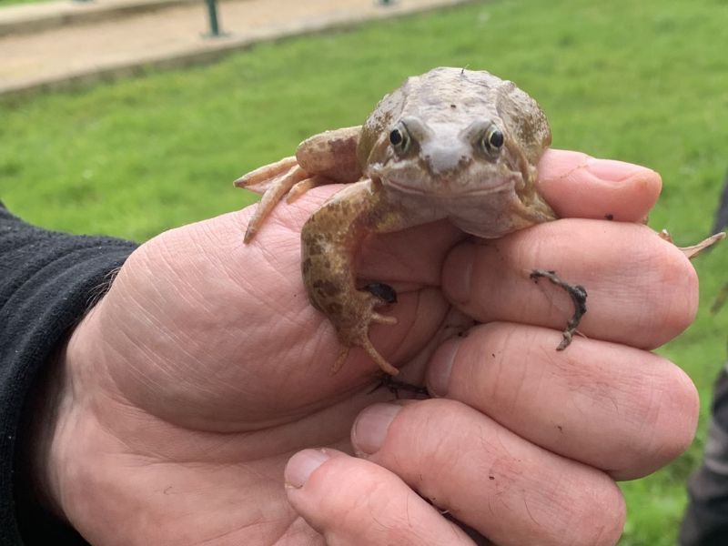 Salford ranger holding a common frog