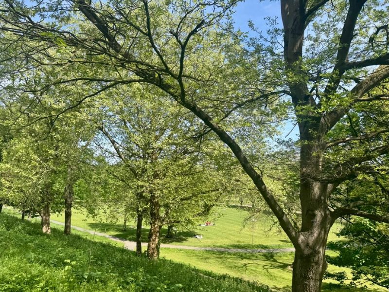 Trees in Peel Park on a sunny day