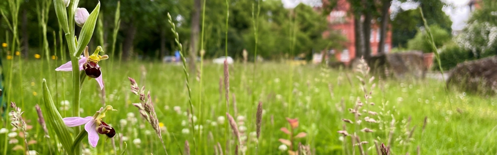 Close up of pink bee orchid flower with wild lawn in the background