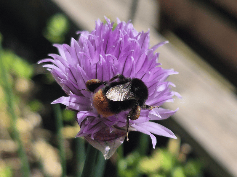 Red-tailed bumblebee foraging on a flowering chive plant