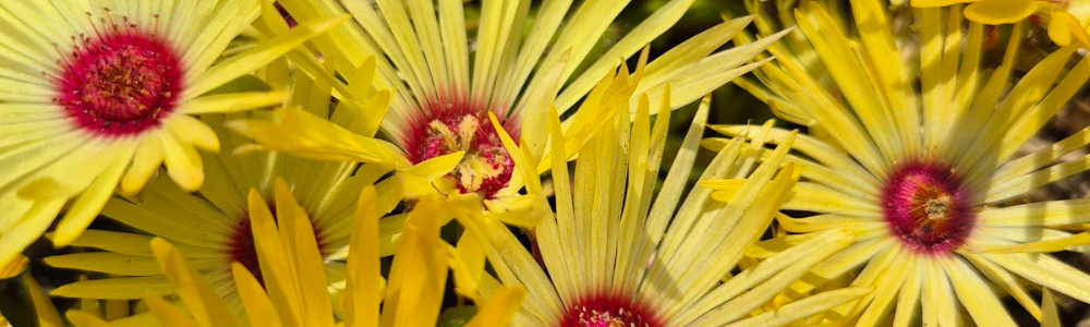 Group of yellow Livingstone daisy flowers