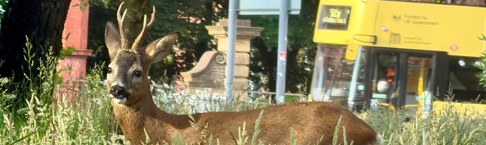 A deer standing in long grass with a yellow bus driving in the background.