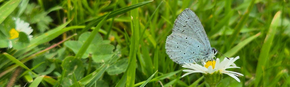  Holly blue butterfly resting on a white daisy flower