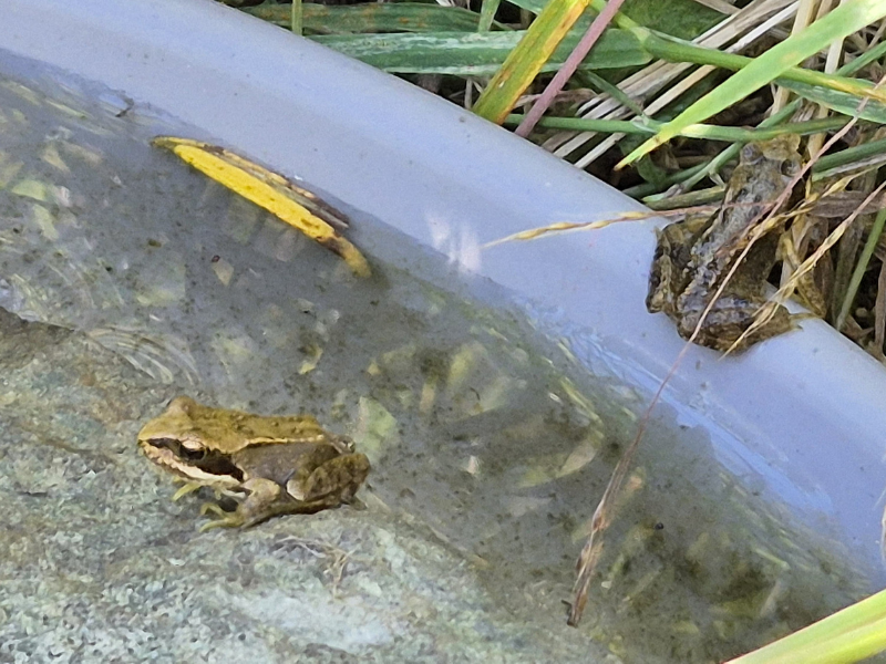 Two common frogs resting on a shallow container of water