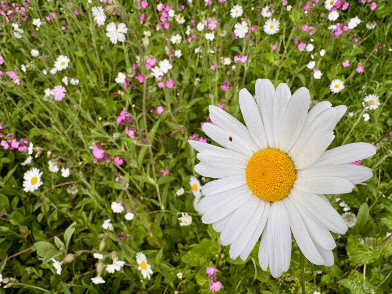 Field of Oxeye daisies
