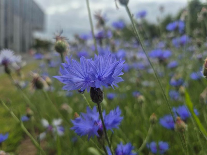 A field of blue cornflowers