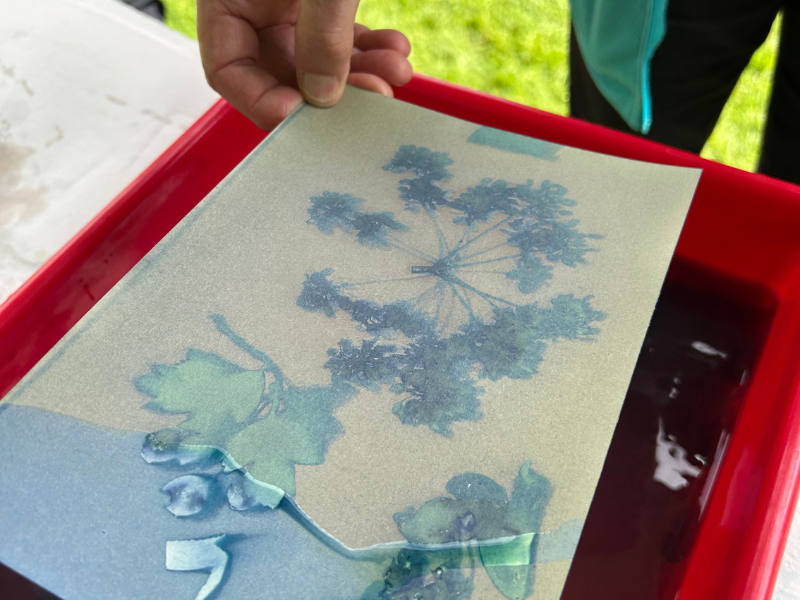 A cyanotype print being rinsed in a water bath, revealing a botanical silhouette of plant stems and leaves