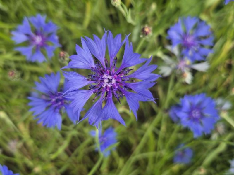 A field of blue cornflowers