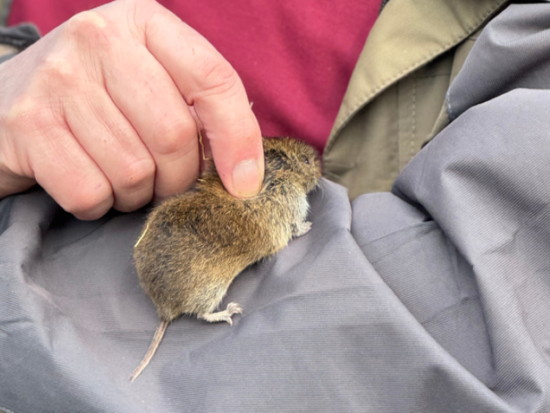 A person holding a bank vole during a trapping session