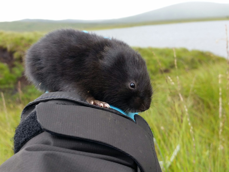 Black Scottish water vole
