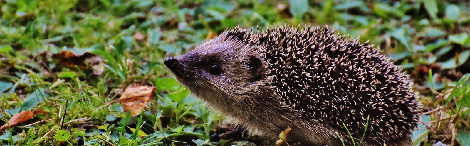 Hedgehog walking on grass and leaves