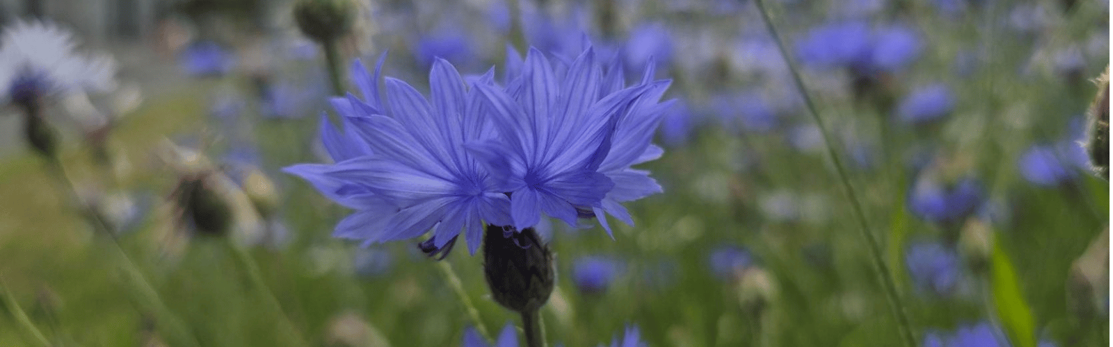 A field of blue cornflowers