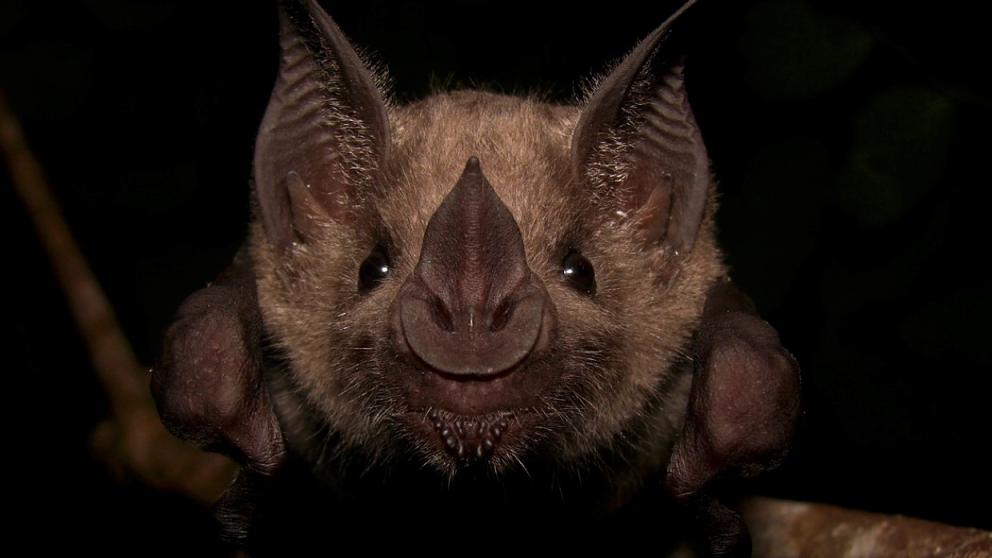 Horseshoe bat
