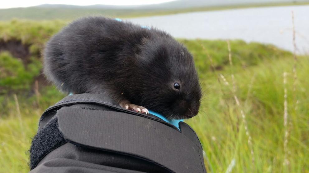 Fishing for Mammals: How DNA from rivers could revolutionise mammal detection on land