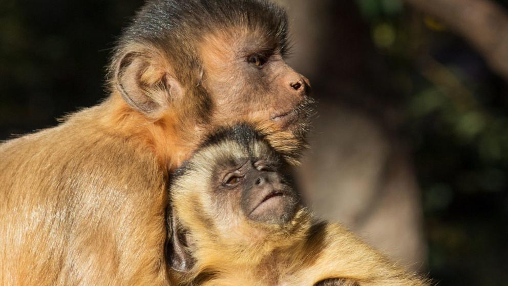 Two capuchin monkeys