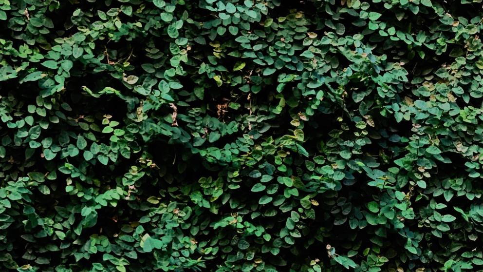 Green wall on Cockcroft Building, University of Salford
