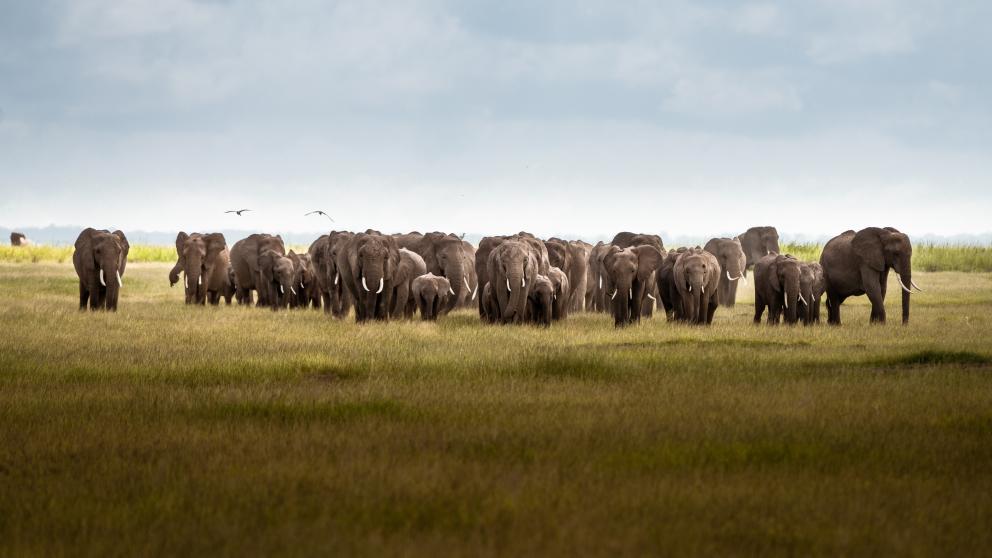 Herd of African elephants walking through grassland