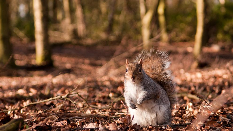 Squirrel in Heaton Park forest in autumn, Manchester