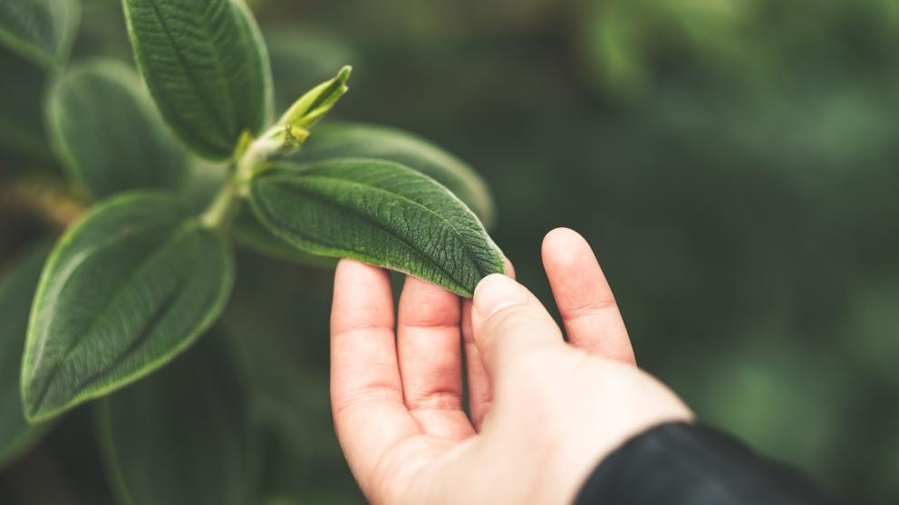 Person touching the leaves of a plant