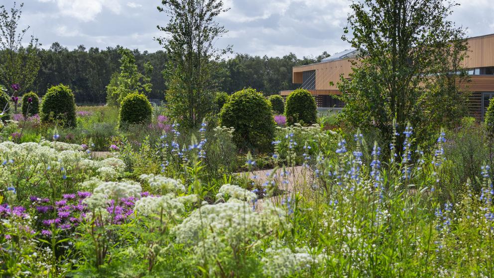 RHS Bridgewater gardens - landscape image of plants, trees and greenery.