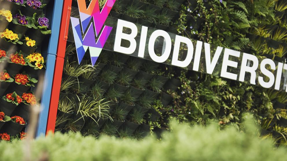 Green wall on Cockcroft Building with Biodiversity lettering