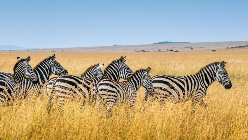 Six zebras walking through grassland