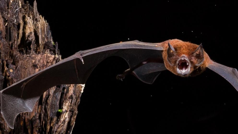 Bat in the rainforest
