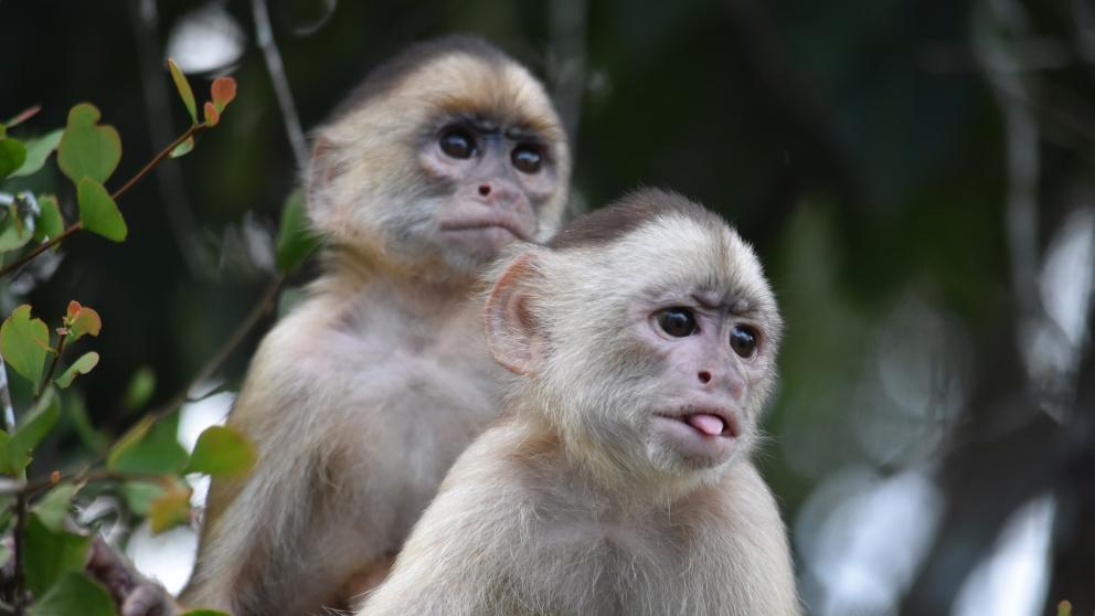 Two capuchin monkeys in tree foliage