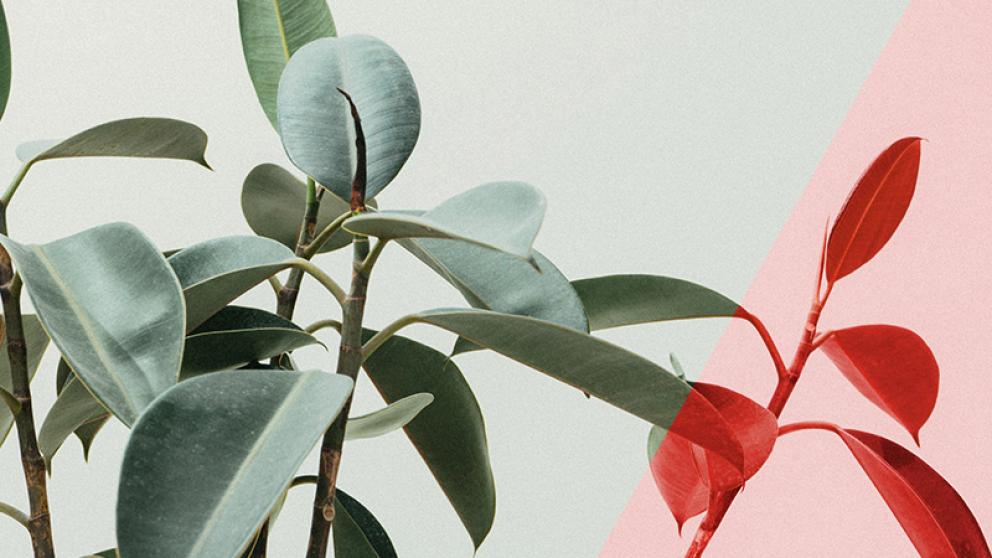 Rubber plant leaves