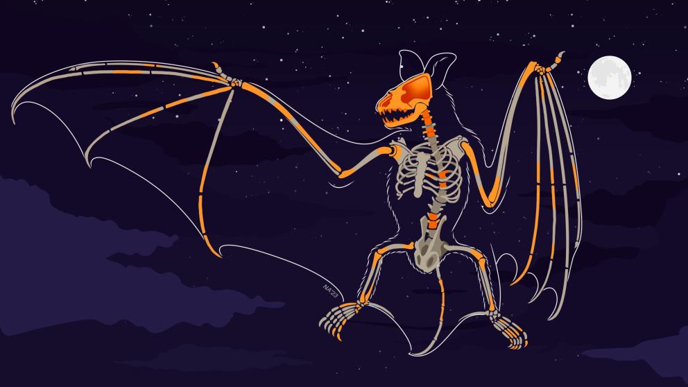 Vielasia bat skeleton flying against a night sky